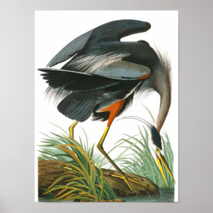 Underbar Blue Heron av John James Audubon Poster