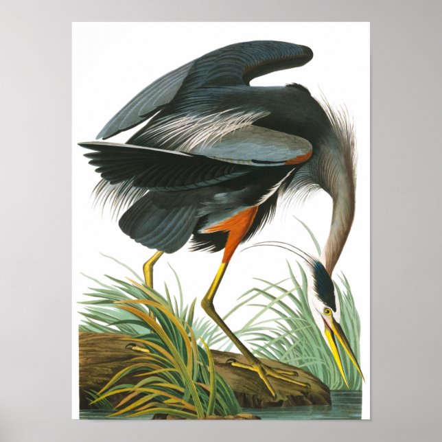 Underbar Blue Heron av John James Audubon Poster (Framsidan)