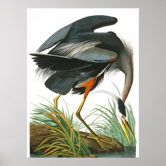 Underbar Blue Heron av John James Audubon Poster (Framsidan)