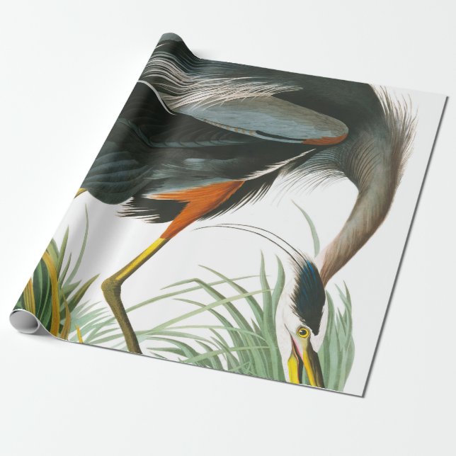 Underbar Blue Heron av John James Audubon Presentpapper (Utrullad)