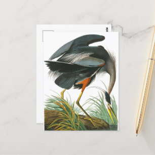 Underbar Blue Heron av John James Audubon Vykort