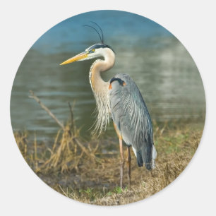 Underbar Blue Heron Bird Sticker Runt Klistermärke