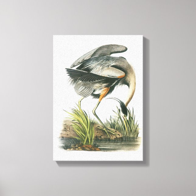 Underbar Blue Heron by Audubon Canvastryck (Framsida)