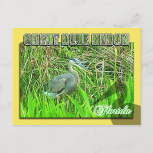 Underbar Blue Heron, Everglades National Park, FL Vykort