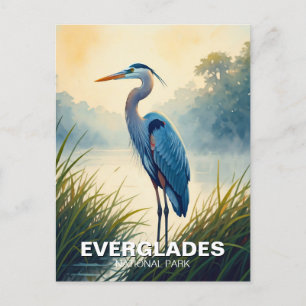 Underbar Blue Heron Everglades nationalpark Florid Vykort