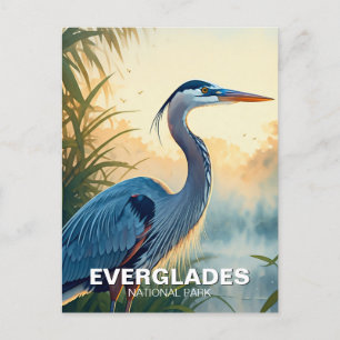 Underbar Blue Heron Everglades nationalpark God mo Vykort