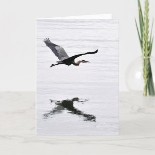 Underbar Blue Heron Flies Kort