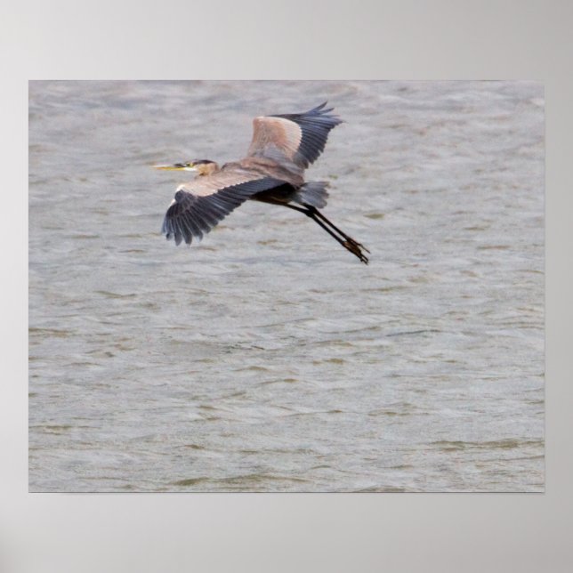 Underbar Blue Heron Flies Poster (Framsidan)