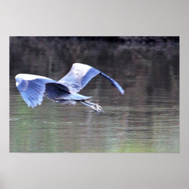 Underbar Blue Heron Flies Poster (Framsidan)