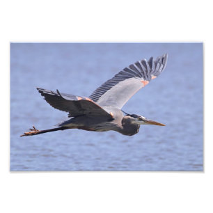 Underbar Blue Heron Fototryck