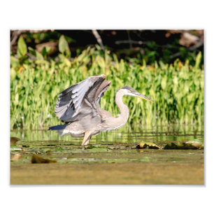 Underbar Blue Heron Fototryck