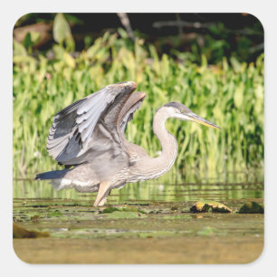 Underbar Blue Heron Fyrkantigt Klistermärke
