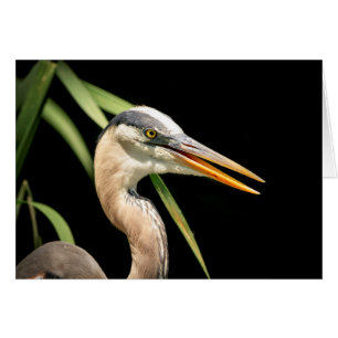 Underbar Blue Heron Hälsningskort