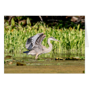 Underbar Blue Heron Hälsningskort