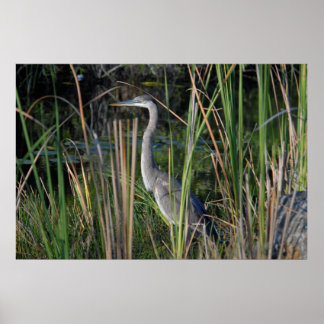 Underbar Blue Heron i Everglades Grass Poster