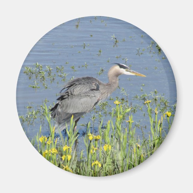 Underbar Blue Heron i floden. Magnet (Framsidan)