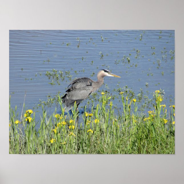 Underbar Blue Heron i floden. Poster (Framsidan)