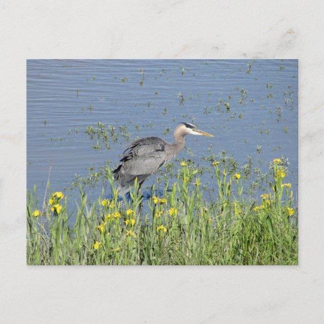 Underbar Blue Heron i floden. Vykort (Framsida)