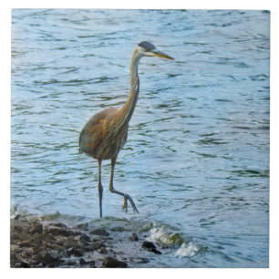 Underbar Blue Heron i Vatten Kakelplatta