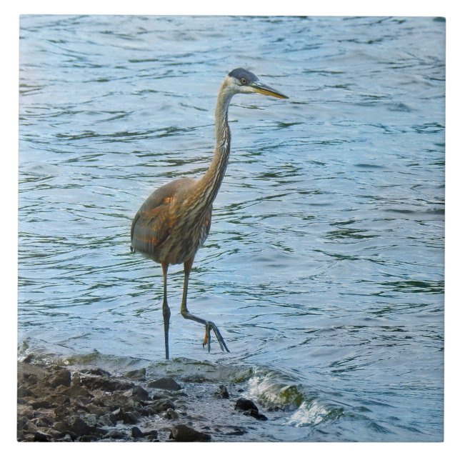 Underbar Blue Heron i Vatten Kakelplatta (Framsidan)