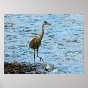 Underbar Blue Heron i Vatten Poster