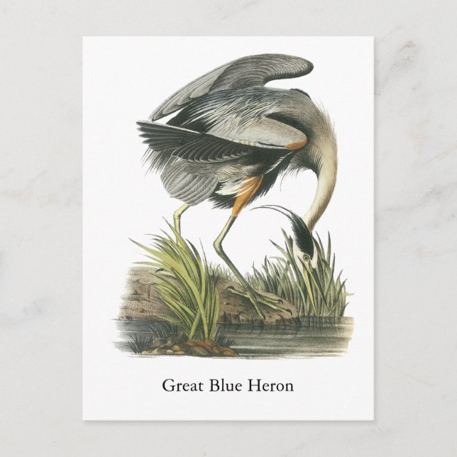 Underbar Blue Heron, John Audubon Vykort (Framsida)