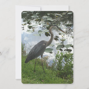 Underbar Blue Heron Julkort