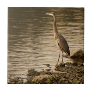 Underbar Blue Heron Kakelplatta