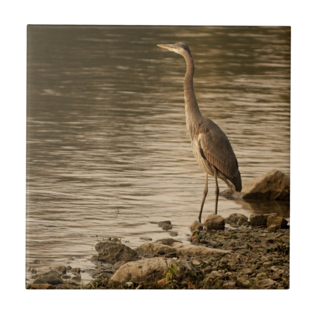 Underbar Blue Heron Kakelplatta (Framsidan)