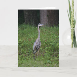Underbar Blue Heron Kort