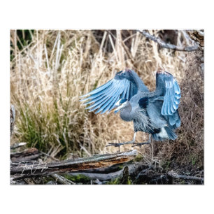 Underbar Blue Heron Landing - Foto