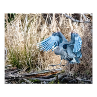 Underbar Blue Heron Landing - Foto