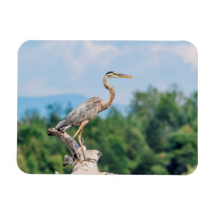 Underbar Blue Heron Magnet