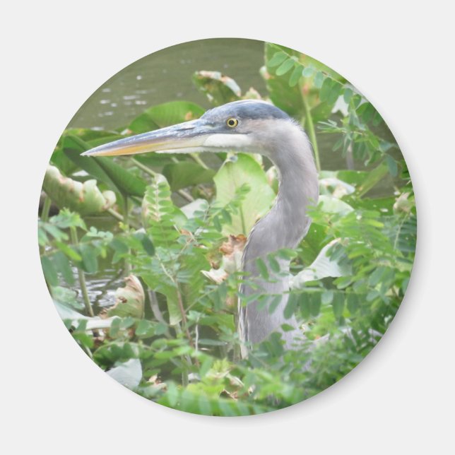 Underbar Blue Heron magnet (Framsidan)