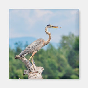 Underbar Blue Heron Magnet