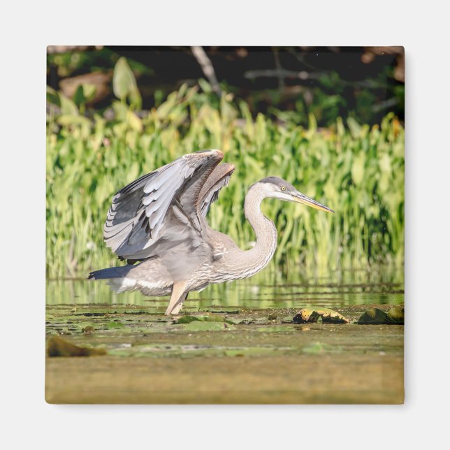 Underbar Blue Heron Magnet (Framsidan)