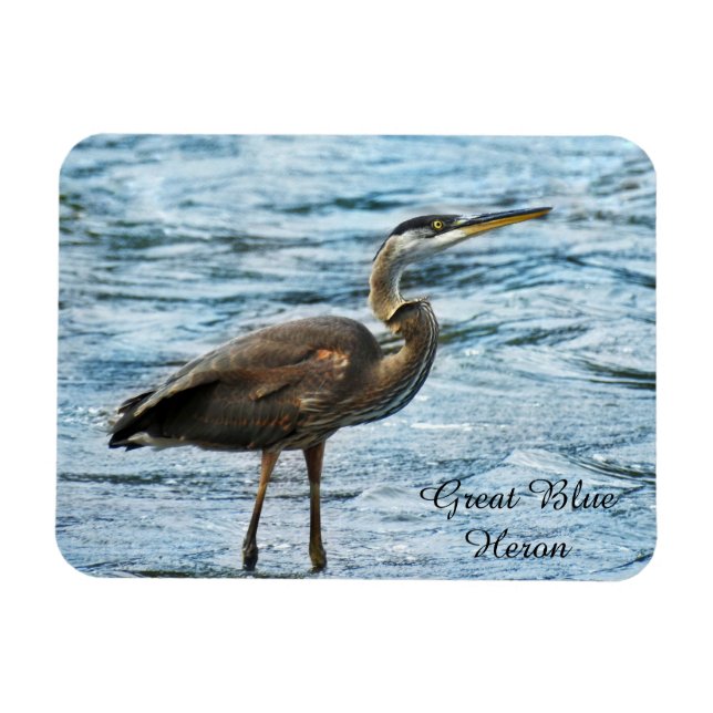 Underbar Blue Heron Magnet (Horisontell)