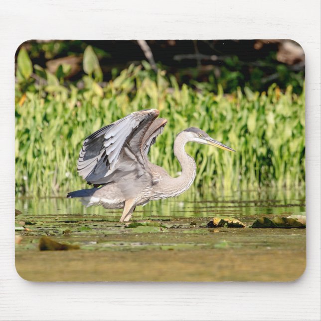 Underbar Blue Heron Musmatta (Framsidan)