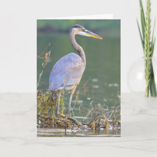 Underbar Blue Heron Nature Wildlife Birthday Kort