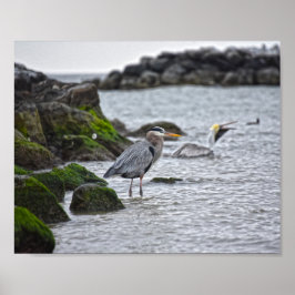 Underbar Blue Heron och Brown Pelican Poster