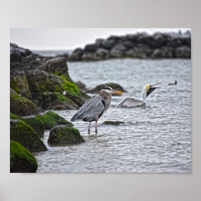 Underbar Blue Heron och Brown Pelican Poster (Framsidan)