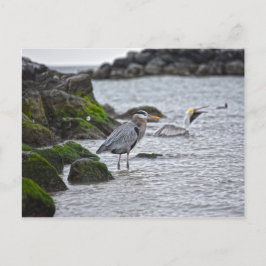 Underbar Blue Heron och Brown Pelican Vykort
