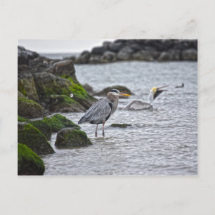 Underbar Blue Heron och Brown Pelican Vykort