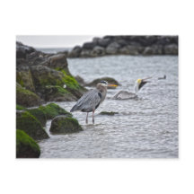Underbar Blue Heron och Brown Pelican