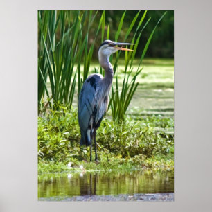 Underbar Blue Heron på Pond Poster