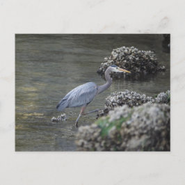 Underbar Blue Heron på resande fot Vykort