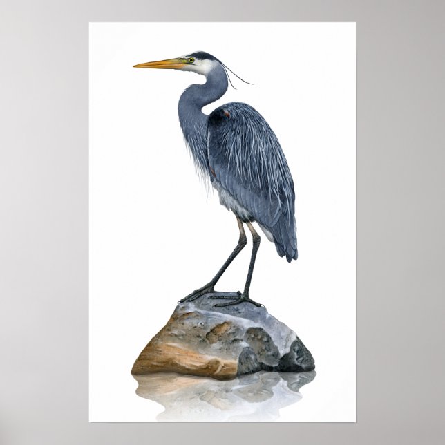 Underbar Blue Heron på Sten Poster (Framsidan)