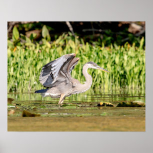 Underbar Blue Heron Poster