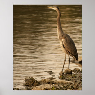 Underbar Blue Heron Poster
