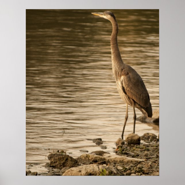 Underbar Blue Heron Poster (Framsidan)